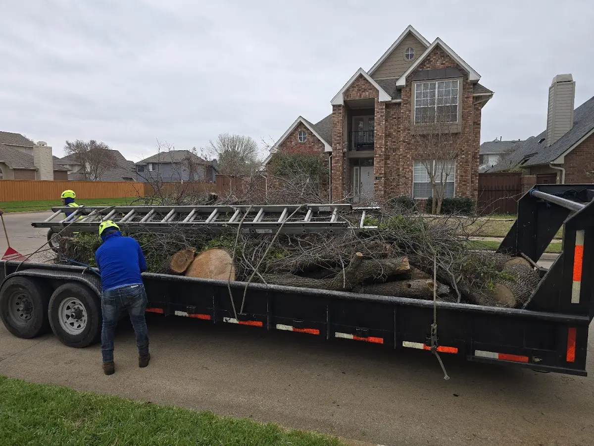 Expert Tree Pest Control with proper safety equipment in Fairfield